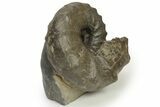 Triassic Ammonite (Ceratites nodosus) Fossil - Germany #240840-1